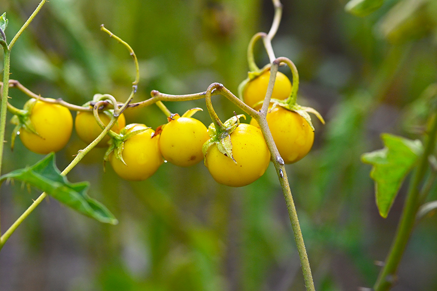 Solanum infestante a morimondo MI